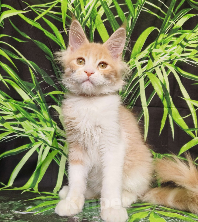 Кошки в Москве: Котёнок Мейн Кун Девочка Девочка, 55 000 руб. - фото 1