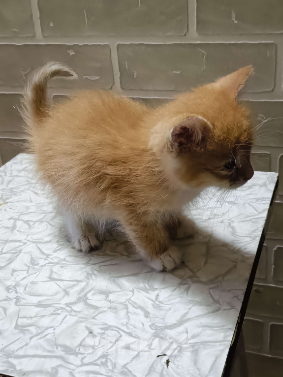 Кошки в других городах Ленинградской области: Два озорных пацана Мальчик, Бесплатно - фото 2