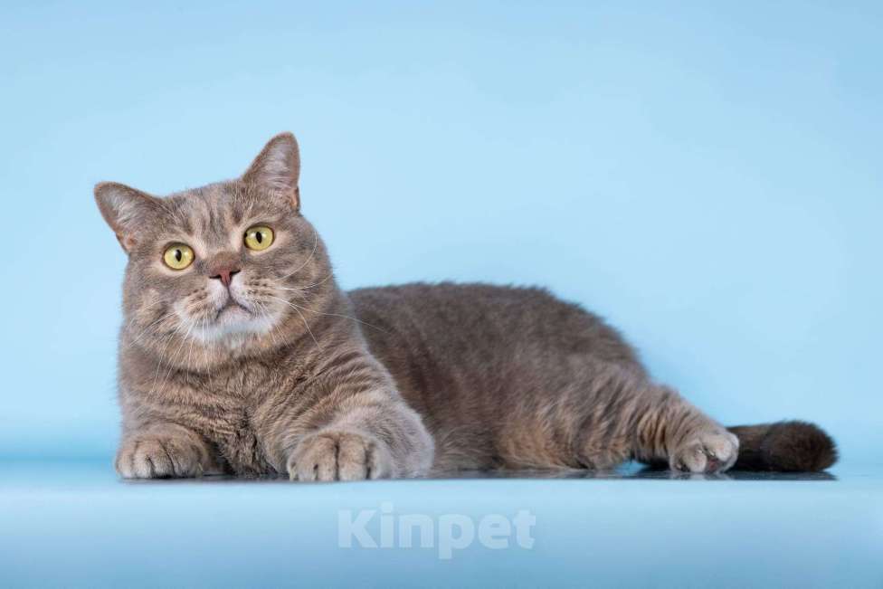 Кошки в Москве: Котик Помпон ищет свою семью Мальчик, Бесплатно - фото 4