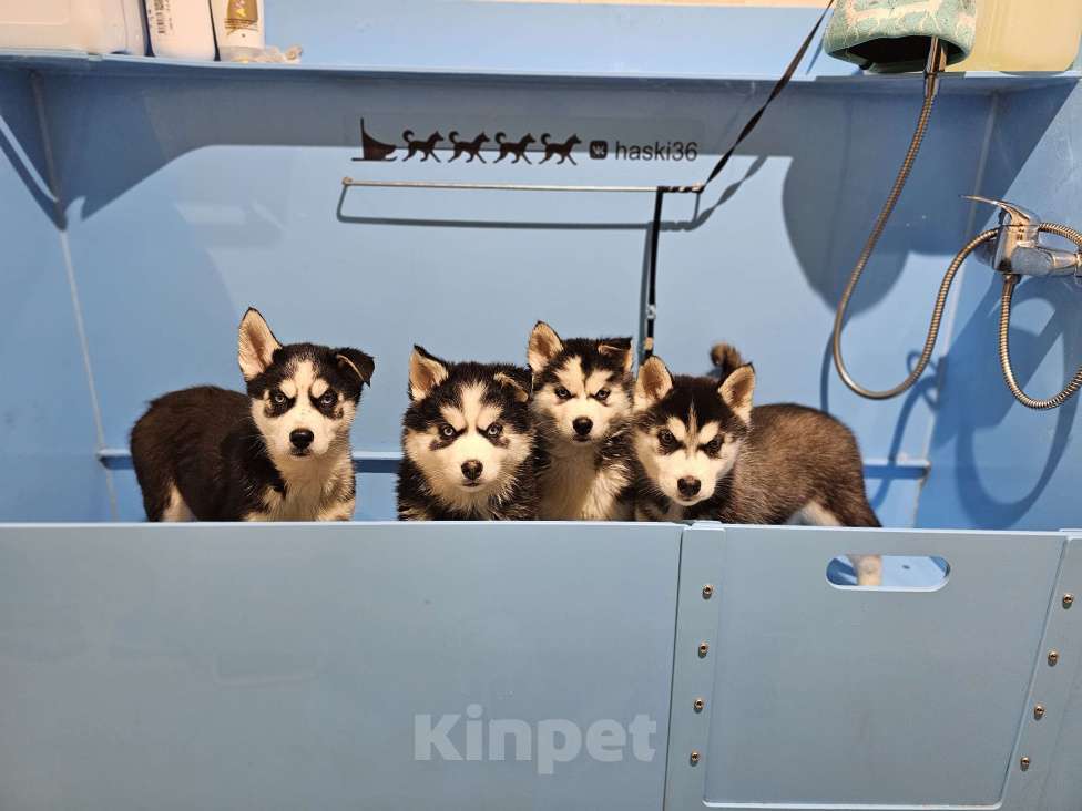 Собаки в Воронеже: Мальчик ХАСКИ Мальчик, 15 000 руб. - фото 2