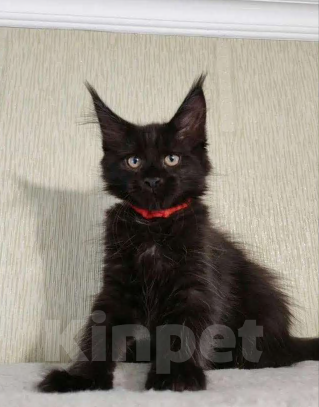 Кошки в Санкт-Петербурге: Котята Мейн кун Девочка, Бесплатно - фото 1