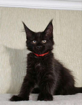 Котята Мейн кун