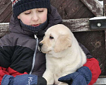 Собаки в Задонске: Мальчик Лабрадора Мальчик, 60 000 руб. - фото 4