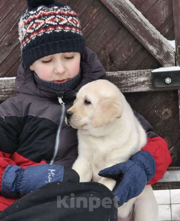 Собаки в Задонске: Мальчик Лабрадора Мальчик, 60 000 руб. - фото 4