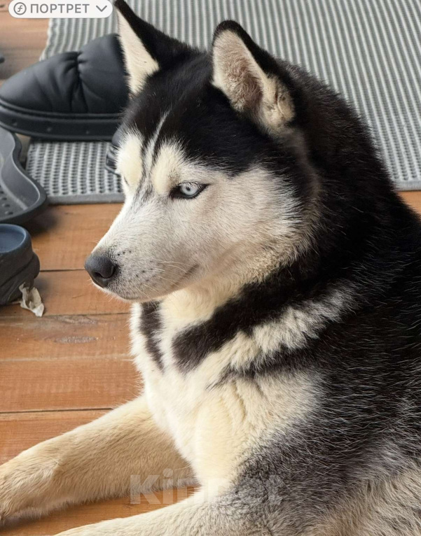 Собаки в других городах Московской области: Герда ищет дом Девочка, Бесплатно - фото 6