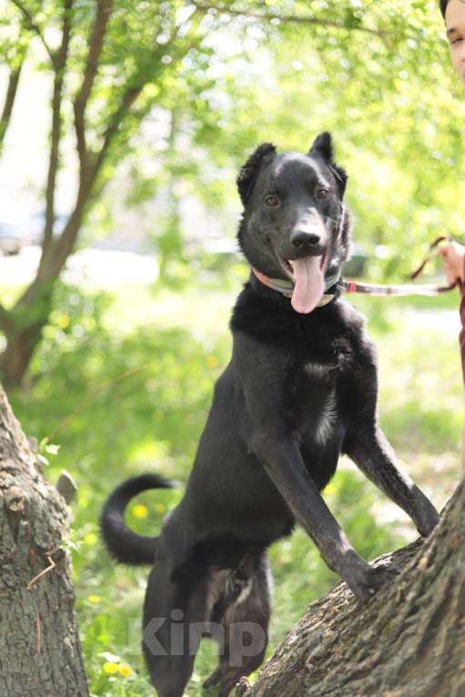 Собаки в Москве: Черный красавчик Блэк в дар Мальчик, Бесплатно - фото 1
