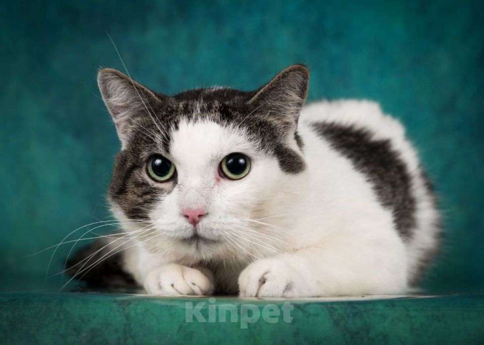 Кошки в Москве: Таких как Цезарь никто не выбирает Мальчик, Бесплатно - фото 2