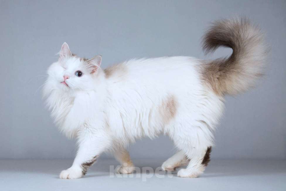 Кошки в Москве: Нежная ласковая кошечка Беатриче в добрые руки Девочка, Бесплатно - фото 7