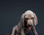 Собаки в Никольском: Щенок веймаранера, кобель, 2 мес. Мальчик, 60 000 руб. - фото 5