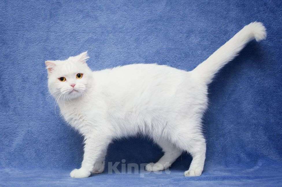 Кошки в Москве: Белая шотландская кошечка в дар Девочка, Бесплатно - фото 3