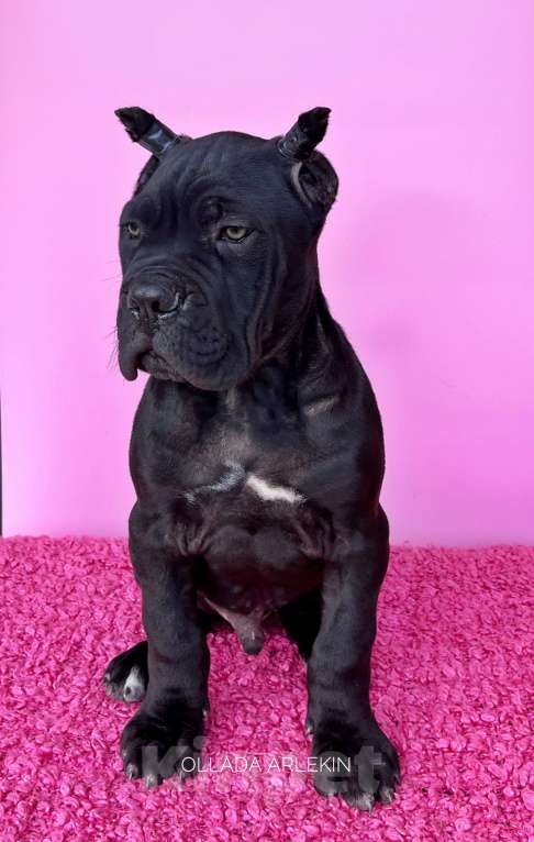 Собаки в Москве: Великолепные щенки кане корсо Мальчик, 90 000 руб. - фото 2