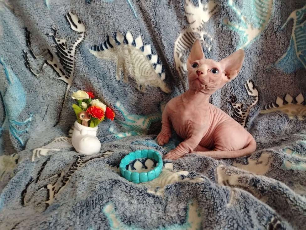 Кошки в Озерах: Продажа котят породы Двельф Мальчик, 30 000 руб. - фото 4