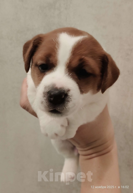 Собаки в Мытищах: Джек Рассел терьер Аврора Девочка, 100 000 руб. - фото 3