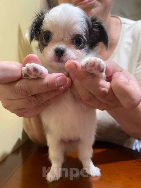 Собаки в других городах Московской области: Элитный щенок ЧихуахуаРФК из питомника Девочка, 100 000 руб. - фото 5