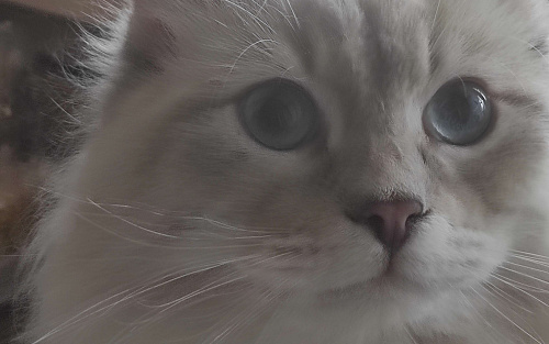 Мальчик Невский Маскарадный