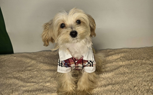 Мальтипу щенок мальчик