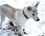 Собаки в других городах Ленинградской области: Активный, дружелюбный, ласковый пес ищет хозяина! Мальчик, Бесплатно - фото 2