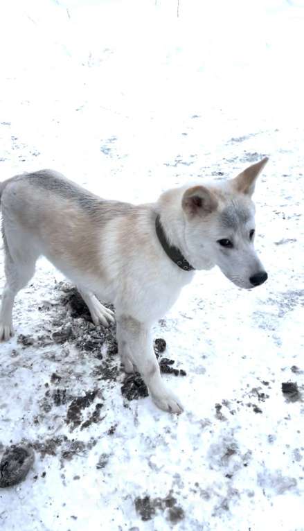 Собаки в других городах Ленинградской области: Активный, дружелюбный, ласковый пес ищет хозяина! Мальчик, Бесплатно - фото 2