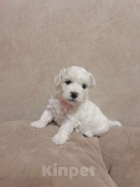 Собаки в Сургуте: Жду маму Девочка, 50 000 руб. - фото 3