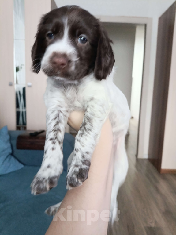 Собаки в других городах Новосибирской области: Щенок девочка Девочка, 10 000 руб. - фото 1