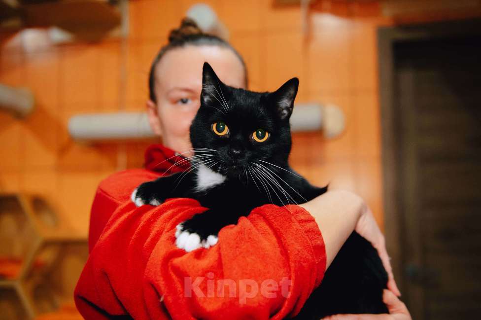 Кошки в других городах Московской области: Усик ждет свою семью! Мальчик, Бесплатно - фото 4