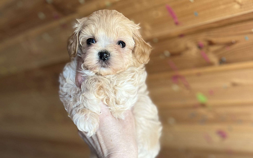 Мини мальтипу мальчик