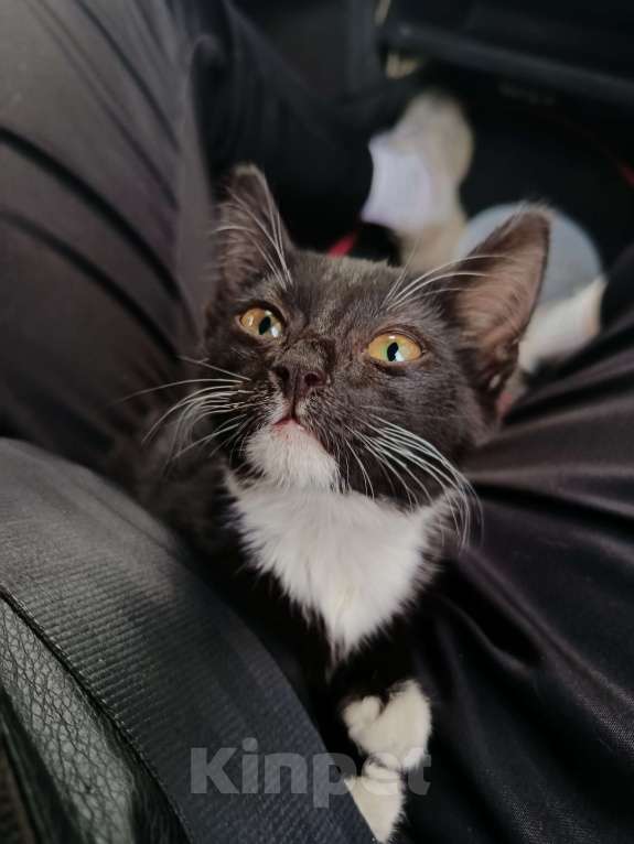 Кошки в Оренбурге: Любопытный котёнок Девочка, Бесплатно - фото 3