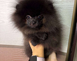 Собаки в Москве: Щенки померанский шпиц, кобель, черный Мальчик, 70 000 руб. - фото 4