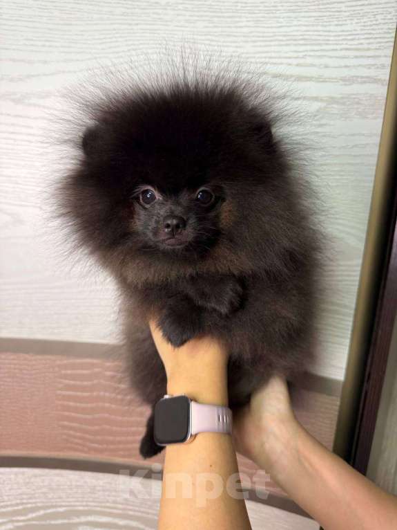 Собаки в Москве: Щенки померанский шпиц, кобель, черный Мальчик, 70 000 руб. - фото 4