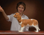 Собаки в Ижевске: Щенки Кавалер Кинг Чарльз спаниеля Мальчик, 90 000 руб. - фото 4