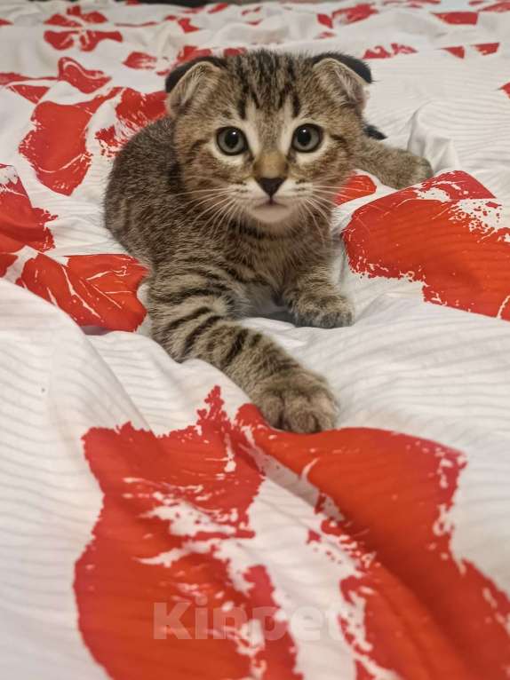 Кошки в Москве: Продам котенка  Мальчик, 5 000 руб. - фото 6