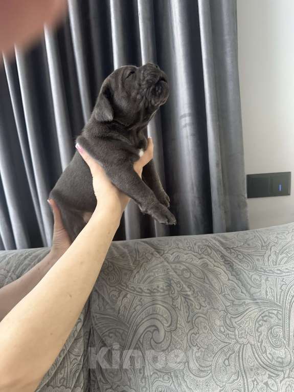 Собаки в других городах Московской области: Щенки Кане-корсо Мальчик, 45 000 руб. - фото 6