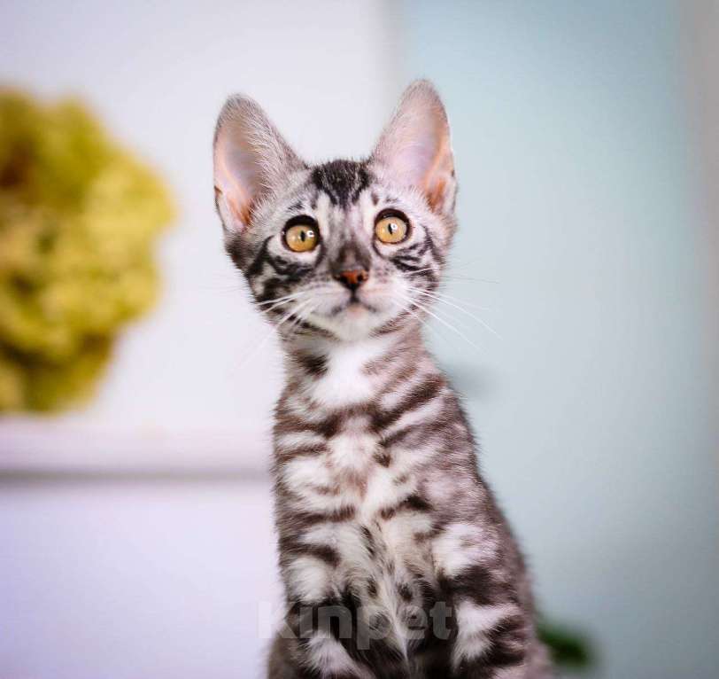 Кошки в Москве: Бенгальский котенок серебро Мальчик, 45 000 руб. - фото 1