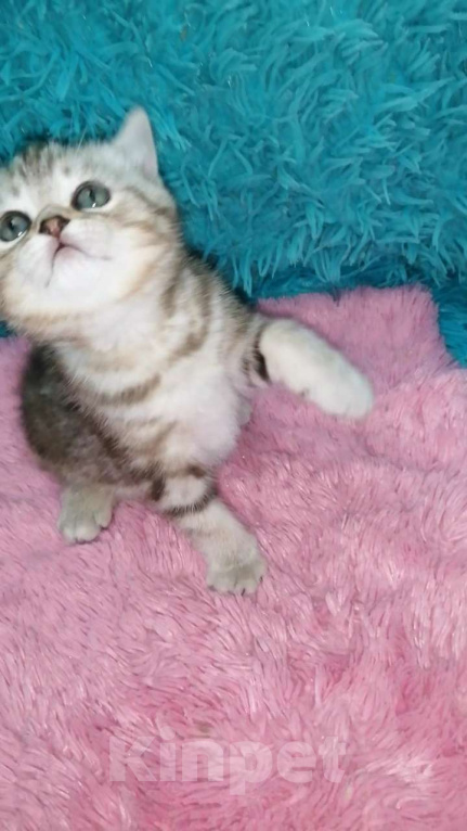Кошки в Москве: Шотландские котята шиншилла  Девочка, 18 000 руб. - фото 1