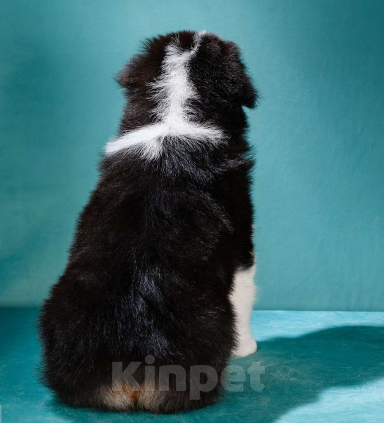 Собаки в других городах Московской области: Австралийская овчарка, щенок Мальчик, 80 000 руб. - фото 5