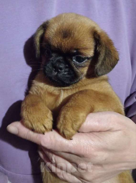 Собаки в Туле: Эксклюзивная девочка Девочка, 19 000 руб. - фото 7