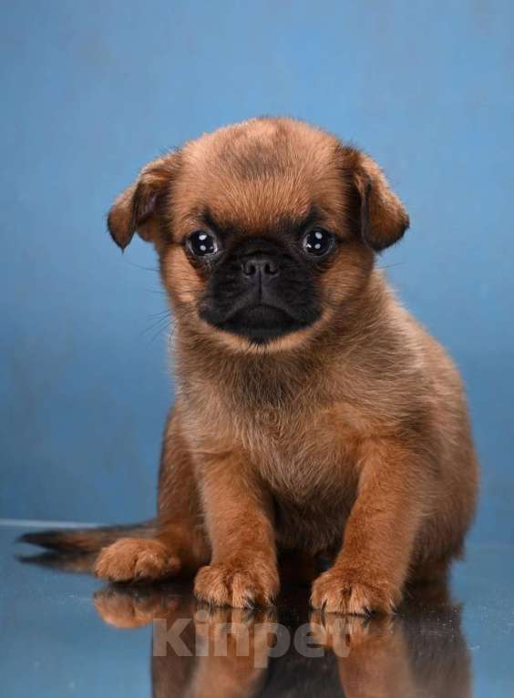 Собаки в Москве: Пти-брабансон рыжий мальчик Мальчик, 45 000 руб. - фото 1