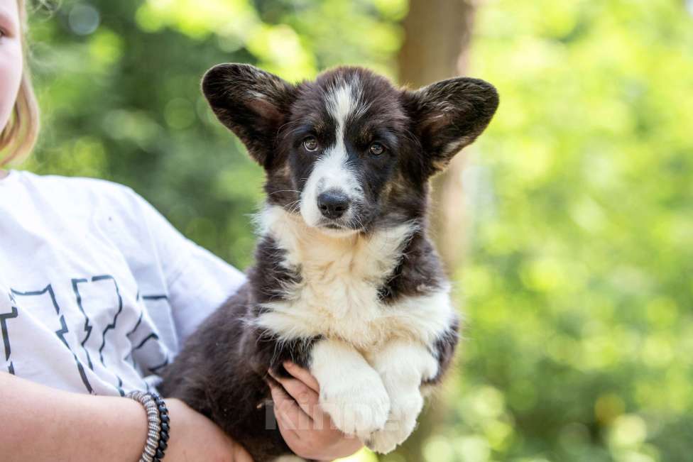 Собаки в Москве: Щенок корги Девочка, 50 000 руб. - фото 8