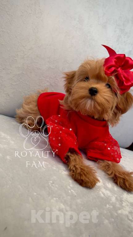 Собаки в Москве: Мини девочка мальтипу F1 Royalty Fam Isabell Девочка, Бесплатно - фото 6