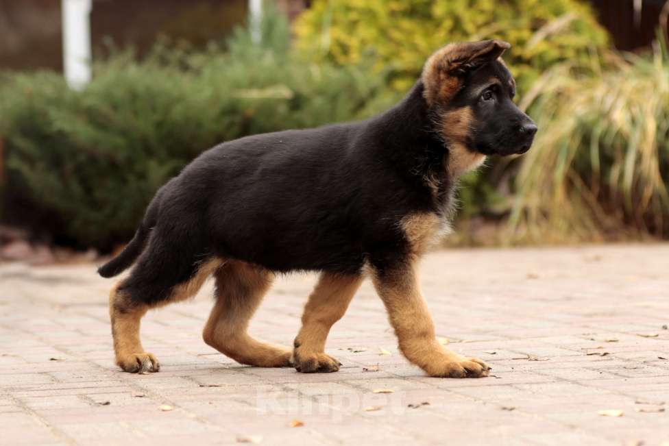 Собаки в Раменском: Перспективный кобель.  Мальчик, 80 000 руб. - фото 7
