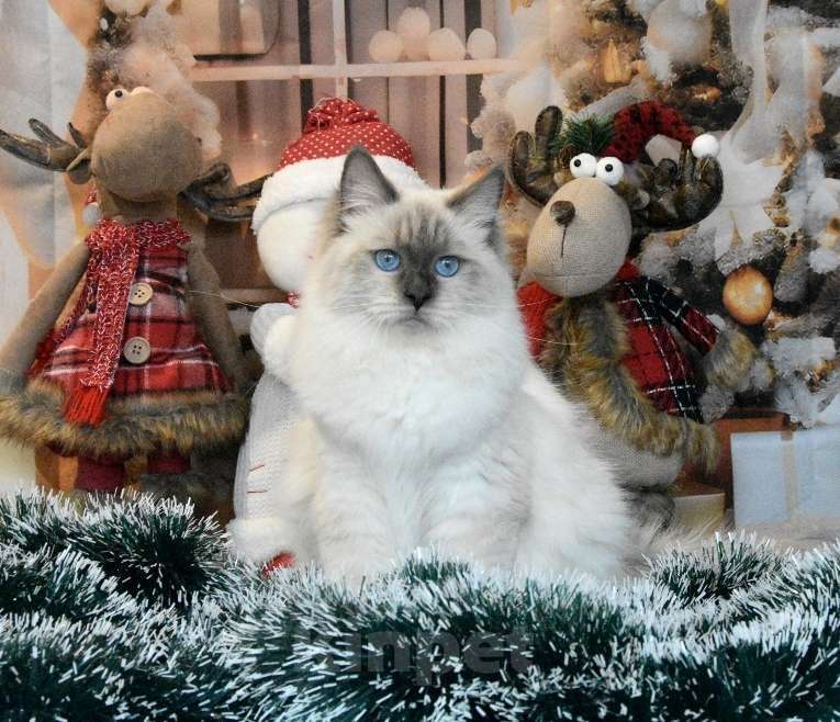 Кошки в Москве: Синеглазая королева Девочка, Бесплатно - фото 1