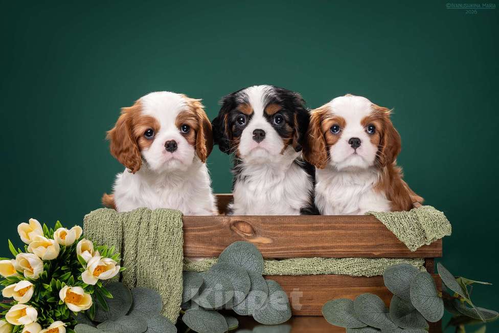 Собаки в Жуковском: девочки Кавалер Кинг Чарльз Спаниель Девочка, Бесплатно - фото 3