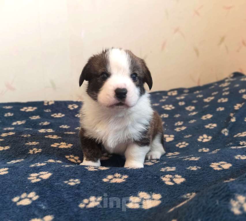 Собаки в Москве: Вельш корги кардиган Мальчик, 40 000 руб. - фото 2