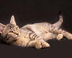 Кошки в Москве: Кузя полосатик, котенок 5 мес в добрые руки. Мальчик, Бесплатно - фото 8