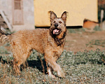 Собаки в Москве: Метис пикардийской овчарки, возраст около года Девочка, Бесплатно - фото 5