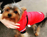 Собаки в Волгодонске: Приглашаем девочек на вязку, Бесплатно - фото 1