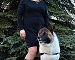 Собаки в Казани: Американская Акита вязка, 52 руб. - фото 1