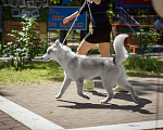 Собаки в Белгороде: Кобель для вязки Мальчик, 3 000 руб. - фото 3