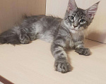 Кошки в Гусиноозерске: Котята мейн-кун, 30 000 руб. - фото 7