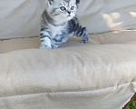 Кошки в Ярославле: Британские котята серебро Девочка, 25 000 руб. - фото 4